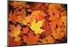 Red, Orange and yellow maples leaves in Autumn-Alan Majchrowicz-Mounted Photographic Print