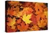 Red, Orange and yellow maples leaves in Autumn-Alan Majchrowicz-Stretched Canvas