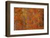 Red Orange Delight 1-Bill Sherrell-Framed Photographic Print