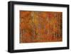 Red Orange Delight 1-Bill Sherrell-Framed Photographic Print