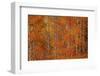 Red Orange Delight 1-Bill Sherrell-Framed Photographic Print