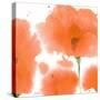 Red Orange Poppies-Sheila Golden-Stretched Canvas