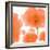 Red Orange Poppies-Sheila Golden-Framed Art Print