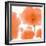 Red Orange Poppies-Sheila Golden-Framed Art Print