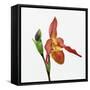 Red orchid-Micha Pawlitzki-Framed Stretched Canvas