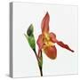 Red orchid-Micha Pawlitzki-Stretched Canvas
