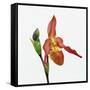 Red orchid-Micha Pawlitzki-Framed Stretched Canvas