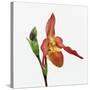 Red orchid-Micha Pawlitzki-Stretched Canvas