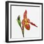 Red orchid-Micha Pawlitzki-Framed Photographic Print