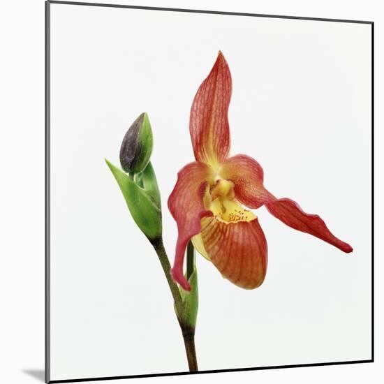 Red orchid-Micha Pawlitzki-Mounted Photographic Print