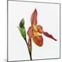 Red orchid-Micha Pawlitzki-Mounted Photographic Print