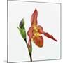 Red orchid-Micha Pawlitzki-Mounted Photographic Print