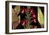 Red Orchids & Palm Leaves-Rodolfo Jimenez-Framed Art Print