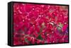 Red Orchids-Yury Zap-Framed Stretched Canvas