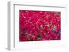 Red Orchids-Yury Zap-Framed Photographic Print