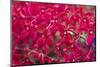 Red Orchids-Yury Zap-Mounted Photographic Print