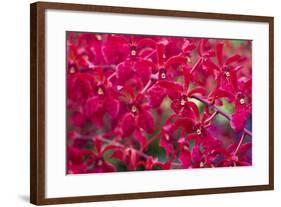 Red Orchids-Yury Zap-Framed Photographic Print