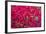 Red Orchids-Yury Zap-Framed Photographic Print