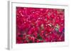 Red Orchids-Yury Zap-Framed Photographic Print