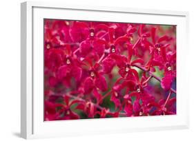Red Orchids-Yury Zap-Framed Photographic Print