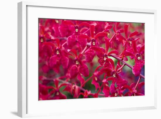 Red Orchids-Yury Zap-Framed Photographic Print