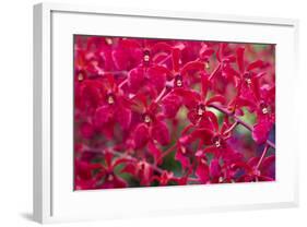 Red Orchids-Yury Zap-Framed Photographic Print