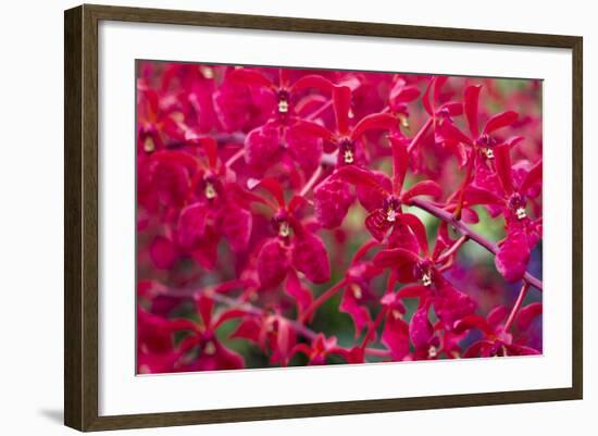 Red Orchids-Yury Zap-Framed Photographic Print