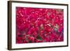 Red Orchids-Yury Zap-Framed Photographic Print