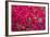 Red Orchids-Yury Zap-Framed Photographic Print