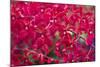 Red Orchids-Yury Zap-Mounted Photographic Print