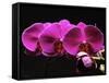 Red Orchids-George Oze-Framed Stretched Canvas