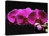 Red Orchids-George Oze-Stretched Canvas