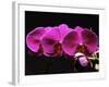 Red Orchids-George Oze-Framed Photographic Print