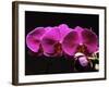 Red Orchids-George Oze-Framed Photographic Print