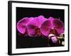 Red Orchids-George Oze-Framed Photographic Print