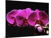 Red Orchids-George Oze-Mounted Photographic Print