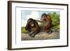 Red Ourang-Outang, 1860-null-Framed Giclee Print