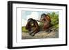 Red Ourang-Outang, 1860-null-Framed Giclee Print