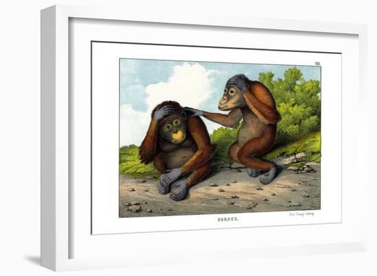 Red Ourang-Outang, 1860-null-Framed Giclee Print
