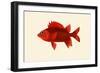 Red Pahayah-John Whitchurch Bennett-Framed Art Print