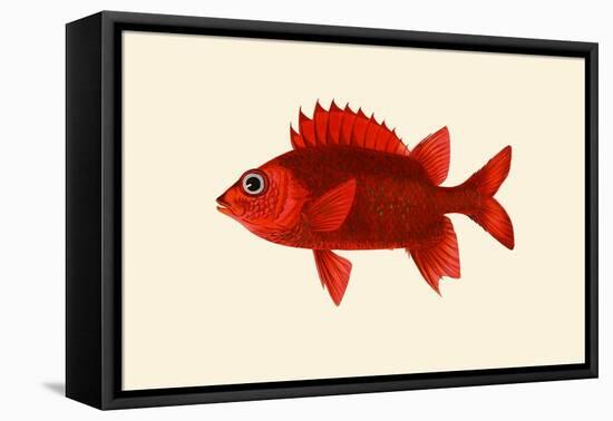 Red Pahayah-John Whitchurch Bennett-Framed Stretched Canvas