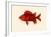 Red Pahayah-John Whitchurch Bennett-Framed Art Print