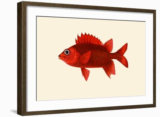 Red Pahayah-John Whitchurch Bennett-Framed Art Print