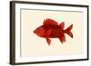 Red Pahayah-John Whitchurch Bennett-Framed Art Print