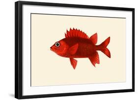 Red Pahayah-John Whitchurch Bennett-Framed Art Print