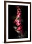 Red Paint Stroke-Philippe Sainte-Laudy-Framed Photographic Print