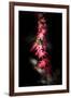 Red Paint Stroke-Philippe Sainte-Laudy-Framed Photographic Print