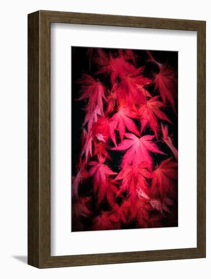 Red paint-Philippe Sainte-Laudy-Framed Photographic Print