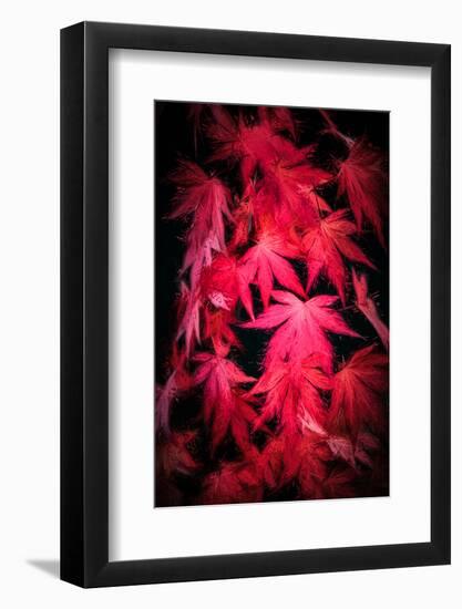 Red paint-Philippe Sainte-Laudy-Framed Photographic Print