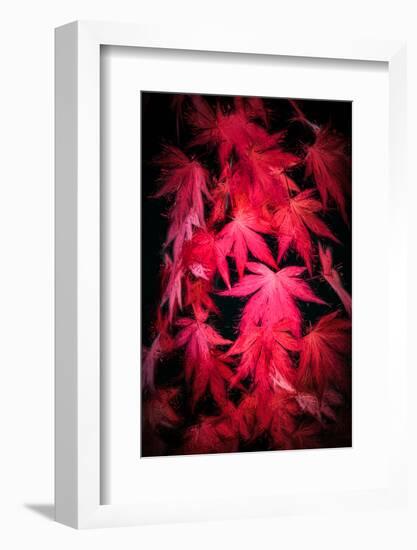 Red paint-Philippe Sainte-Laudy-Framed Photographic Print